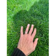 Ingrasamant foliar ALWAYS