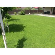 Seminte Gazon cu Trifoi Pitic 10kg
