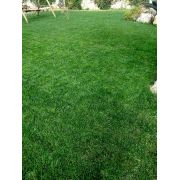 Seminte Gazon soare/seceta Maciste 5kg