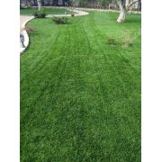 Seminte Gazon soare/seceta Maciste 5kg