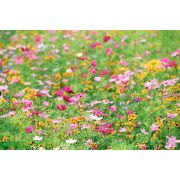 Seminte de gazon cu flori / gazon japonez ornamental - 1kg