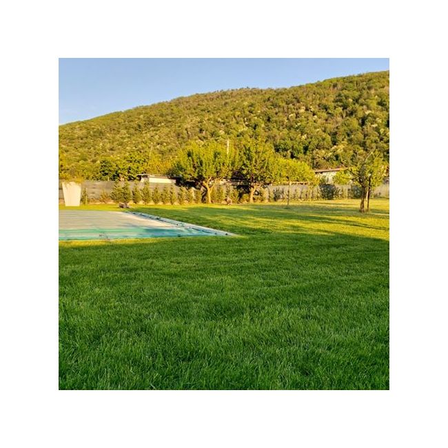 Seminte Gazon Royal Park 1Kg