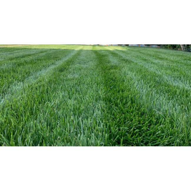 Seminte Gazon TYTAN 5kg