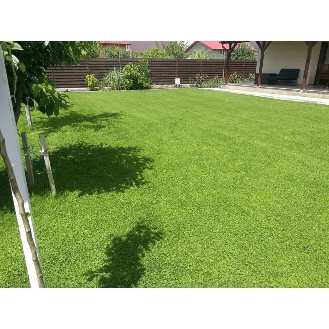 Seminte Gazon cu Trifoi Pitic 10kg