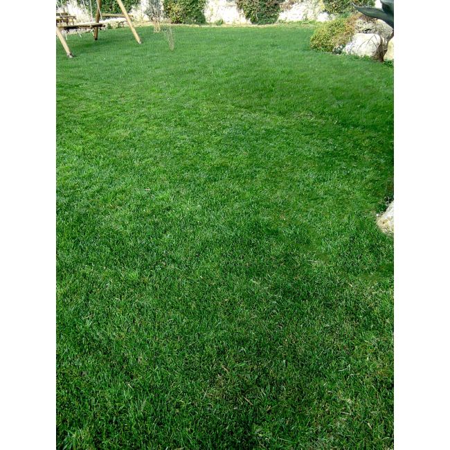 Seminte Gazon soare/seceta Maciste 5kg