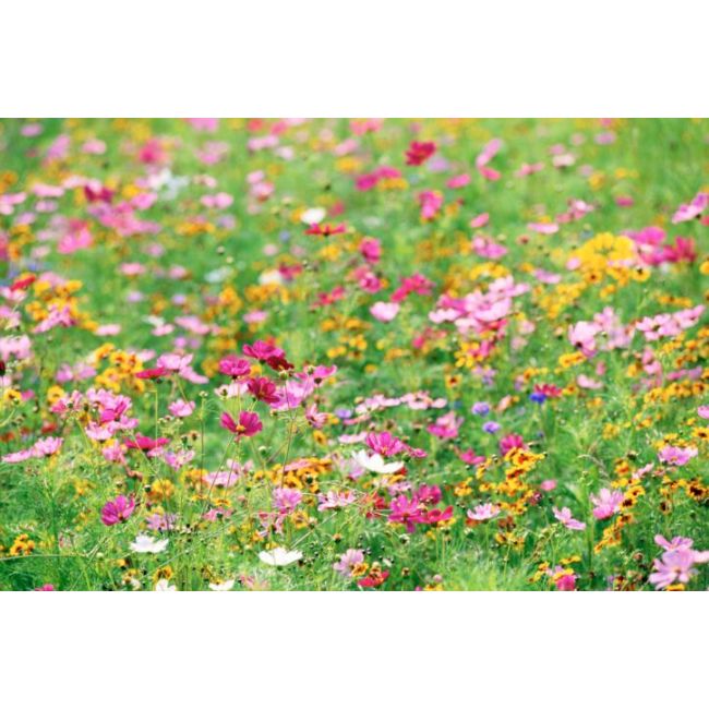 Seminte de gazon cu flori / gazon japonez ornamental - 1kg