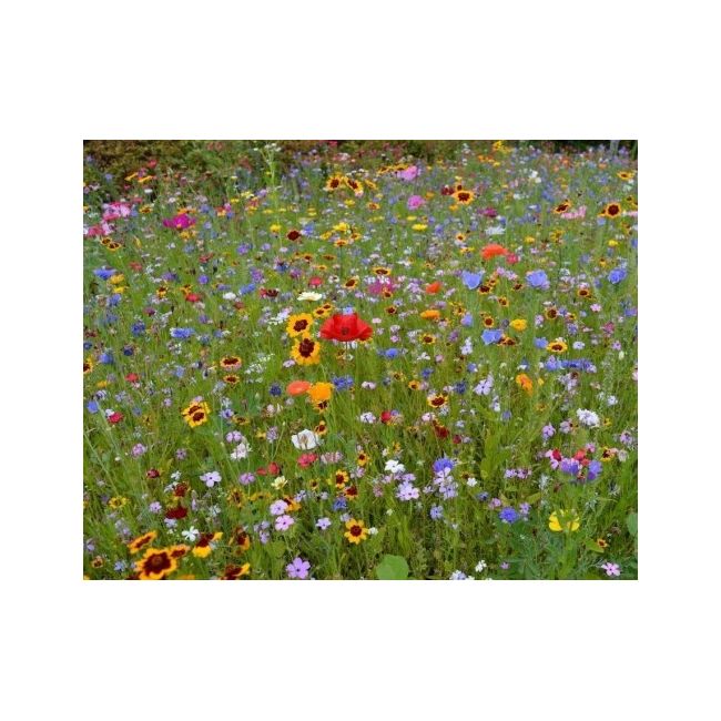 Seminte de gazon cu flori / gazon japonez ornamental - 1kg
